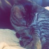 Meow?irl