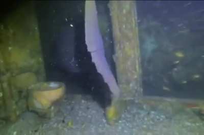 ? A massive grouper (toilet on the left for scale)