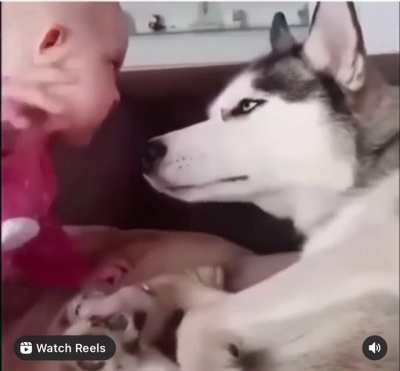 I saw this on insta and wanted to share. The dogs face is like ?