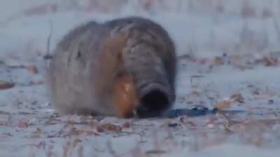 Pallas's Cat
