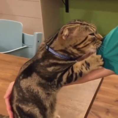 Cat.