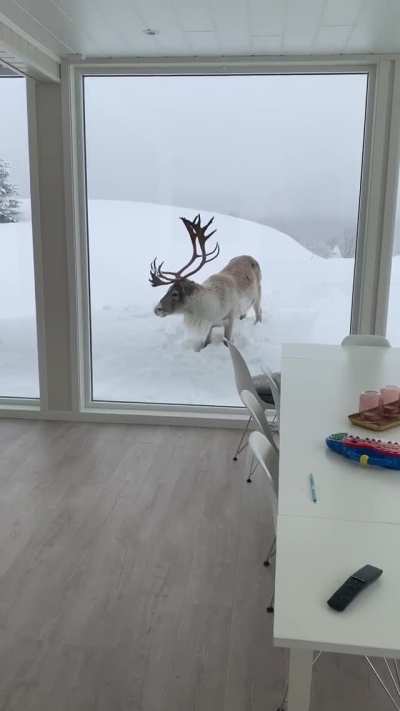 ? Unexpected visit from a reindeer in Finland.