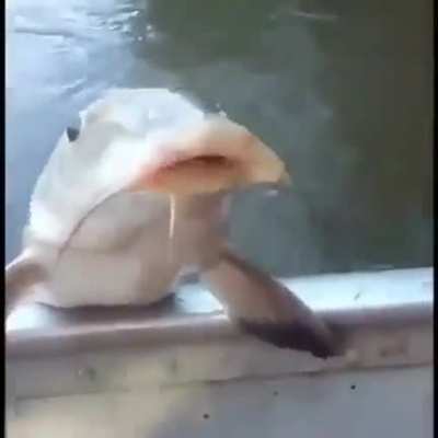 Fish