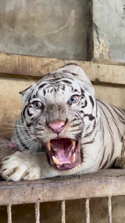 ? the royal Bengal tiger?
