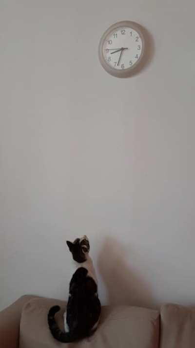 "Hey wall clock! What part of MEOW don't you understand?"