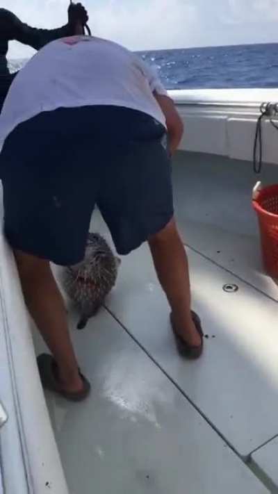 I'll just stick my finger in this puffer fish mouth.