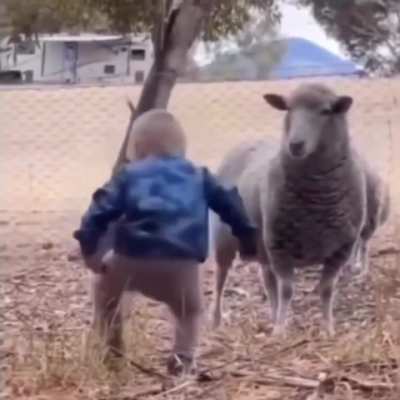 Baby & sheep confrontation, both stand their ground ?