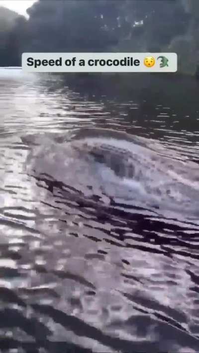 ?Speed of a crocodile?