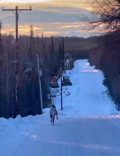 ? A caribou prancing down a snowy road without a care in the world