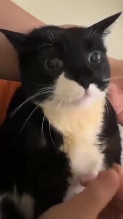 Cute cat's mealtime ?