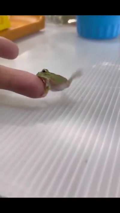 Ferocious miniature Kermit attack helpless human finger