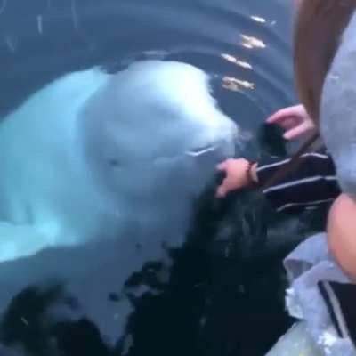 ? Beluga whale saves an iPhone from the sea in Norway