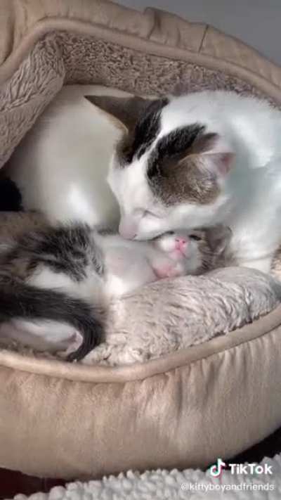 Joey meets a kitten