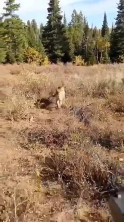 scary mountain lion encounter