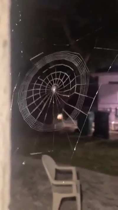 ? Spider weaving web