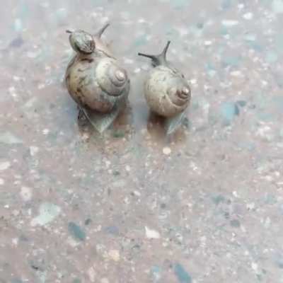 ? Grooving Snail