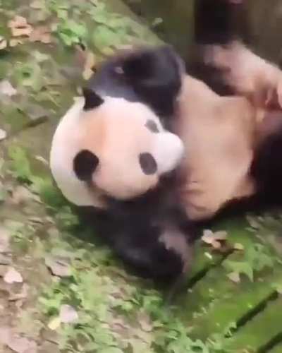 ? Wholesome panda goes rolling down by accident