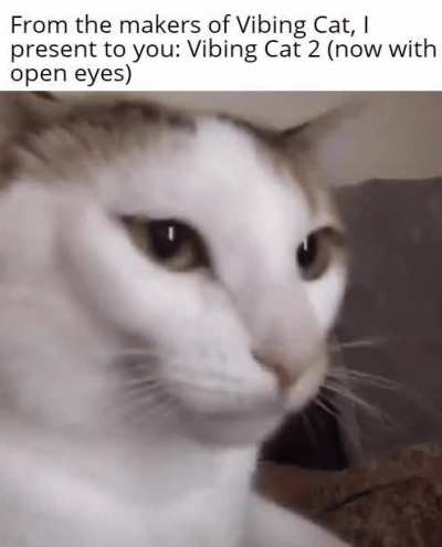 Dem Cats be Vibing