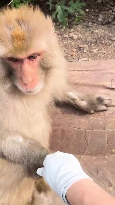 Zookeeper Got a Thorn... and the Monkey Became the Doctor ???