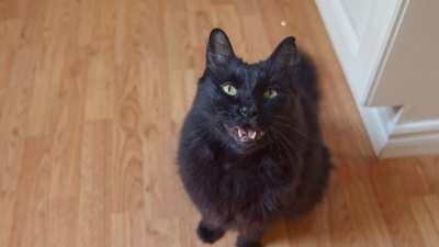 Cat Sings Paula Abdul's "Straight Up"