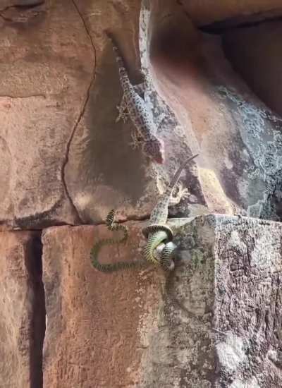 This gecko fighting a Chrysopelea, more commonly known as the flying snake, and saving another gecko.