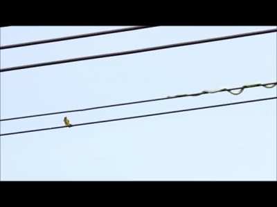 ? Snake goes online