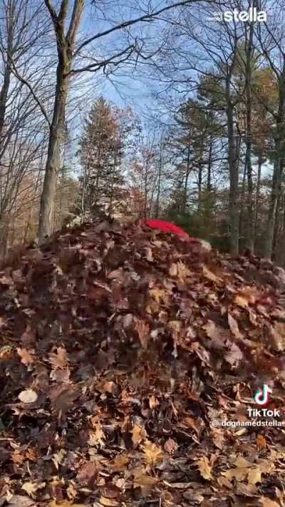 A Fun Fall Symphony