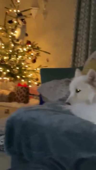 My first Christmas tree, and my first cat.