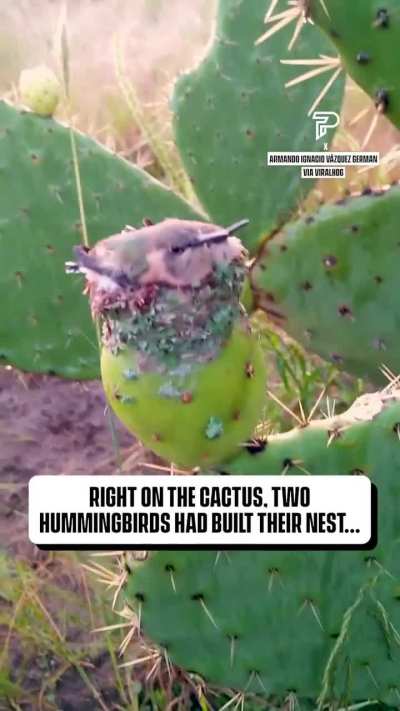 ? A pair of hummingbirds make a nest on top of a prickly pear
