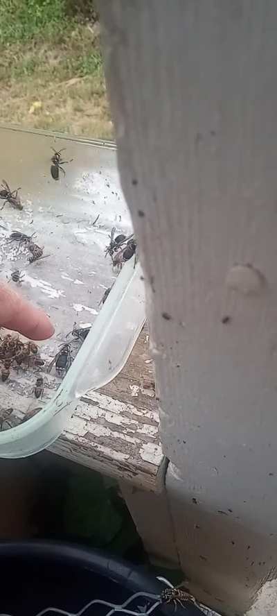 Petting hornets
