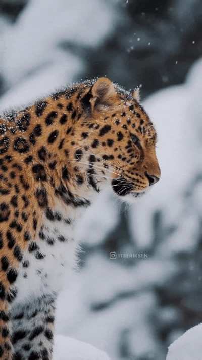 ? Amur leopard
