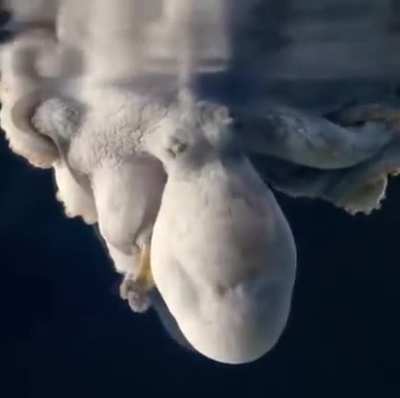 ? Mesmerizing and dramatic color changes in this sleeping octopus...possibly dreaming