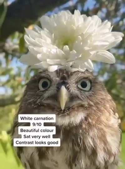 ? Owl with flower ?