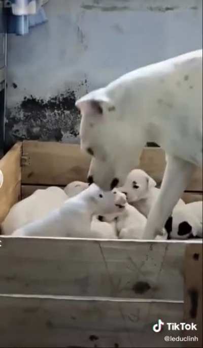 Talking back to mom