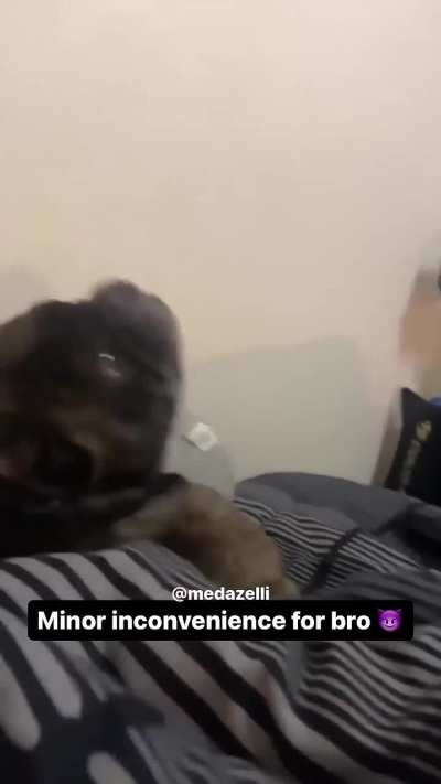 To bite a dog ?