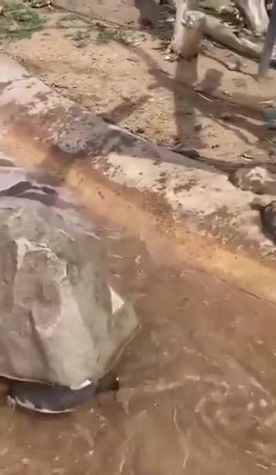 Camouflage ?