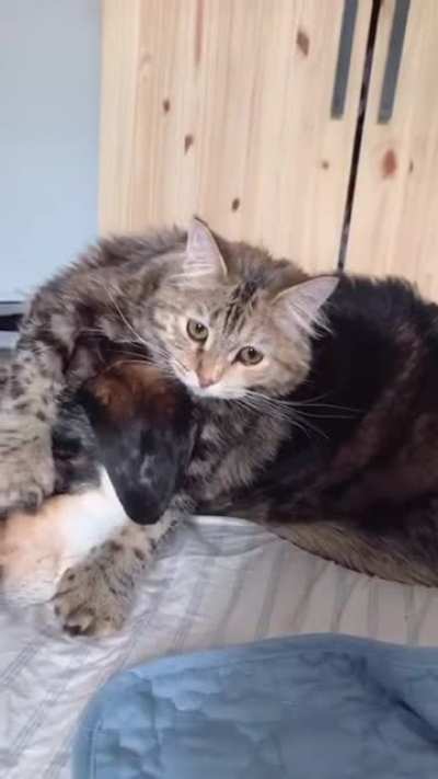 Yes drop the cat