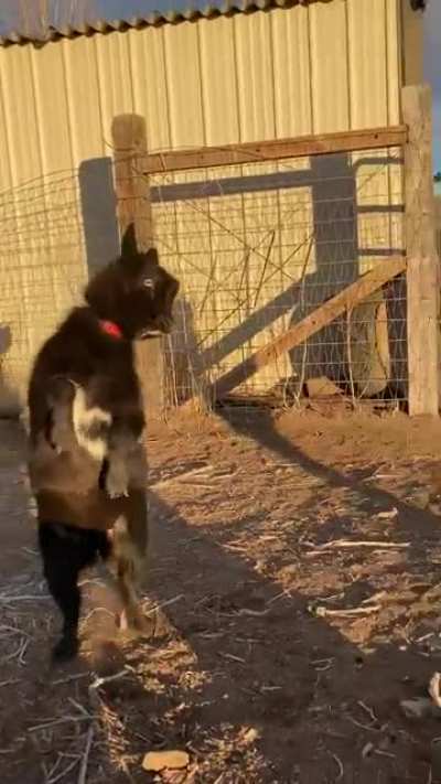 Derpy goat battle