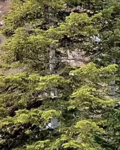 Look in the trees