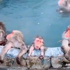 ? Monkeys enjoying a hot bath