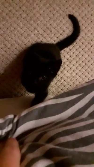 My cat has the cutest eyes ?