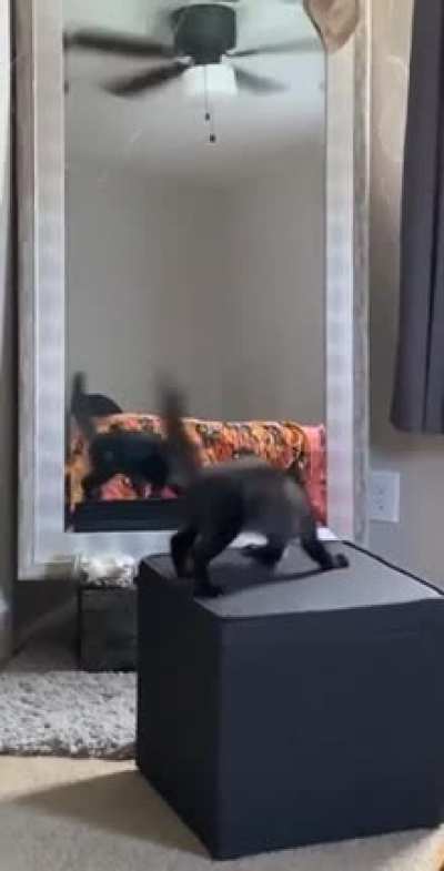 Kitty Practicing Halloween Scare ?
