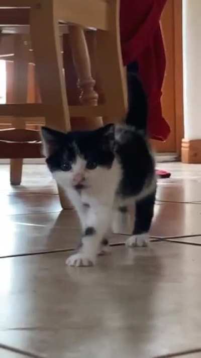 Rescued this Kitten from beside the road?