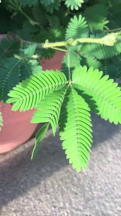 ? Sleepy plant, that closes when you touch it