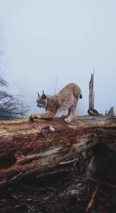 ? Iberian lynx were critically endangered since 2002 with 100 left ; all populations are now growing back in the wild since 2016! ?