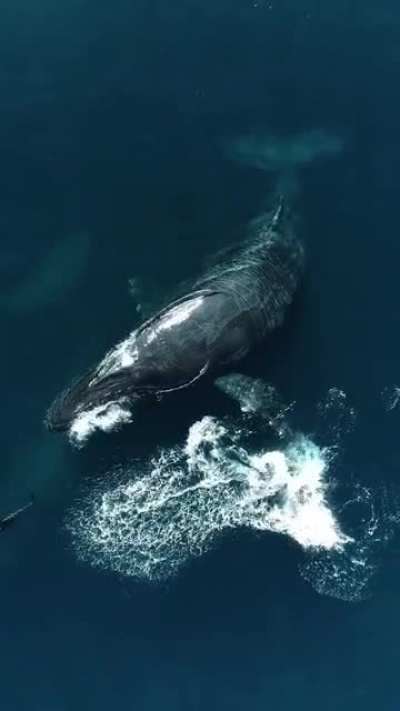 ? An absolute size of Blue Whale and Orcas