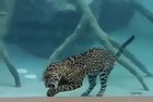 ? Jaguar eating underwater
