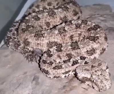 ? Spider-tailed horned viper is a rare and highly venomous snake that uses its tail as bait for birds. The tail with which she waves looks like a spider, and the viper itself blends perfectly with the landscape.