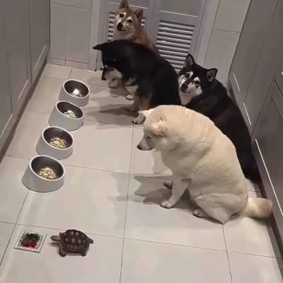 Good doggos ?