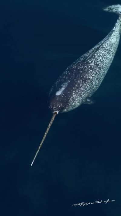 ?The Narwhal (Monodon Monoceros)
